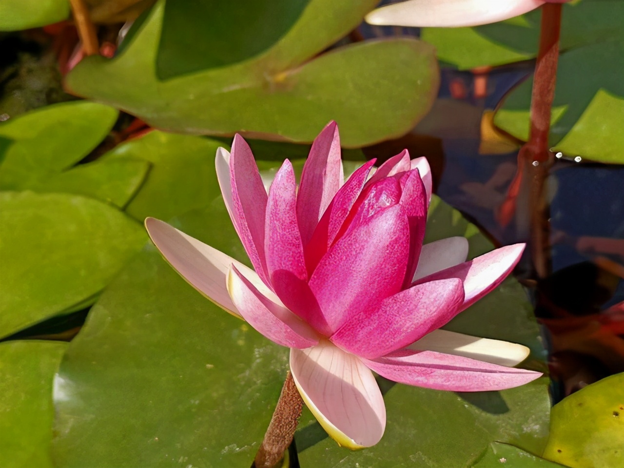 荷花在家这么种，成活率高，清水就能“出芙蓉”