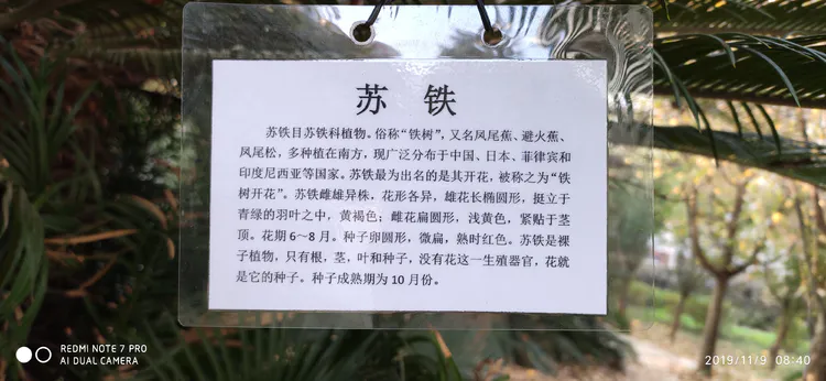 陪你一起看湖北省广水一中①——走进植物王国