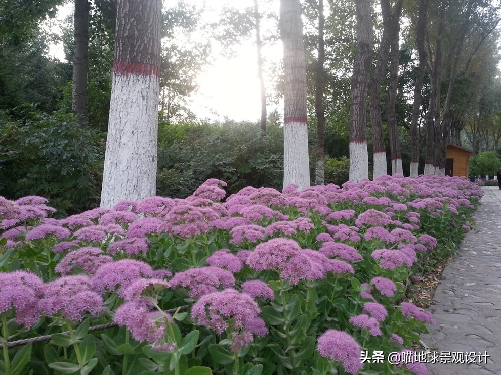 万年麻图片大全（13种适合庭院种植的花灌木）