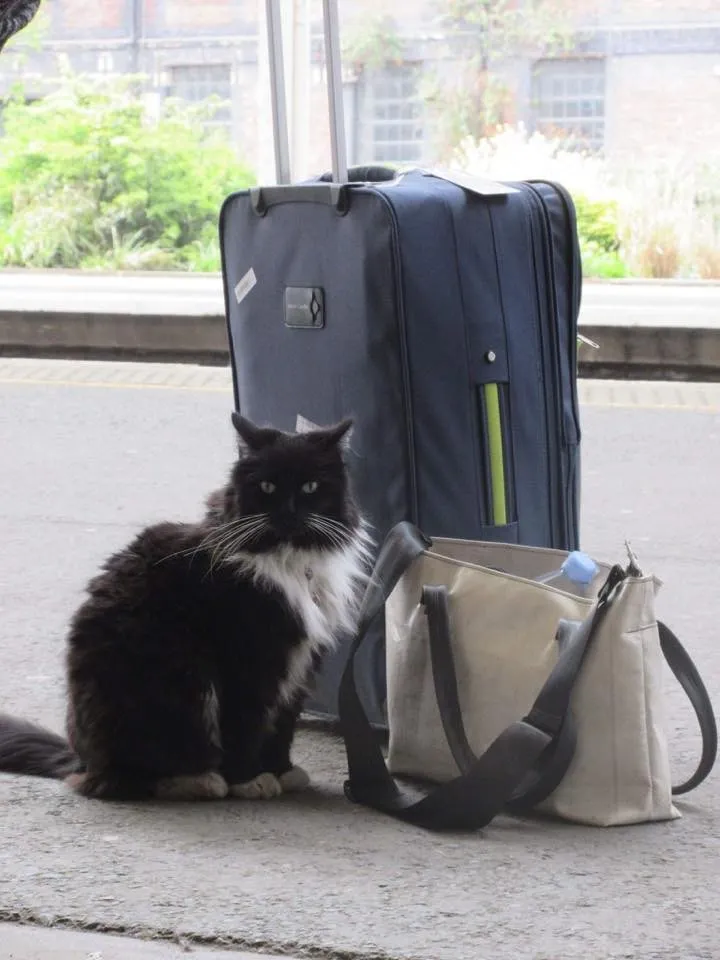 超可愛的貓站長：貓咪每天在車站接客人抓老鼠，被譽為害蟲控制員