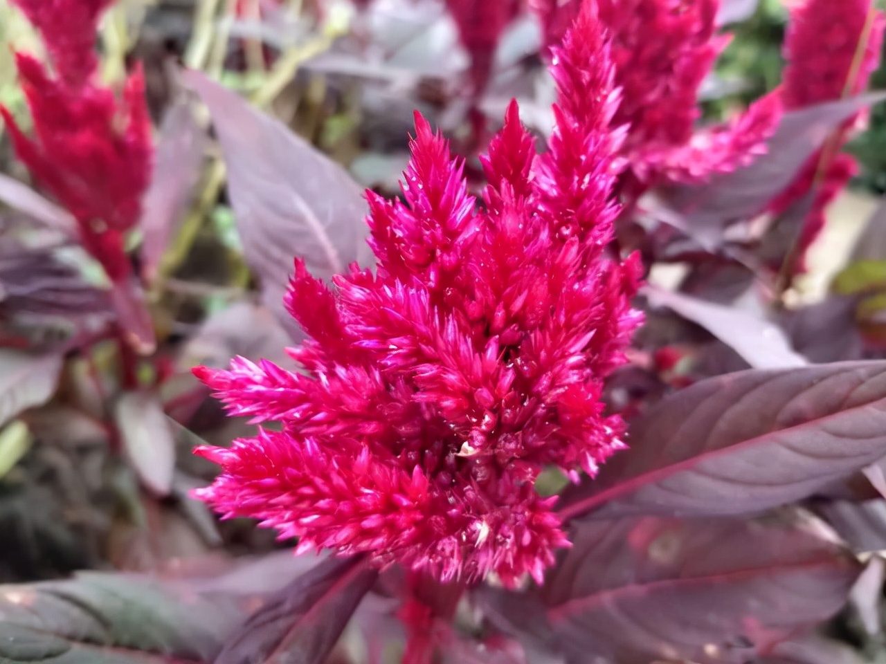 鸡冠花,似火焰般绽放着,不愧"花中之禽"美誉