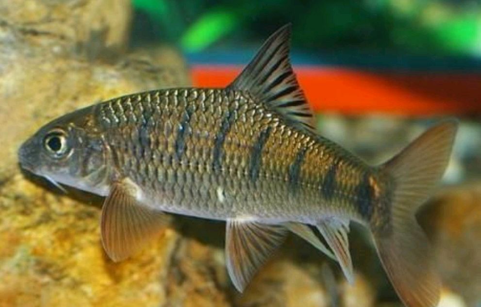 中国十大毒鱼(食用这5种"毒鱼",切不可仅仅垂涎其美味,广东今年已发生