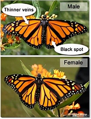 十大毒蝴蝶图片-(蝴蝶中的万毒之王，也是唯一会像鸟一样迁徙的蝶)