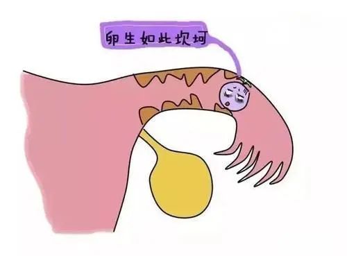 试管婴儿助孕中，有胚胎就一定能怀孕吗？