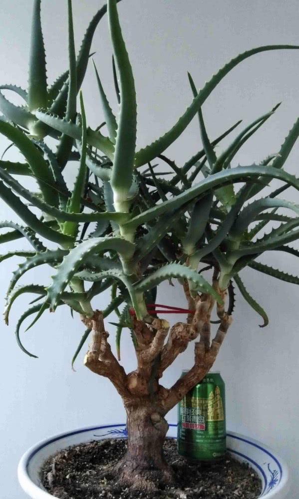 芦荟"真好养",长了3米高,长成芦荟大树,叶子太厚,吃不完