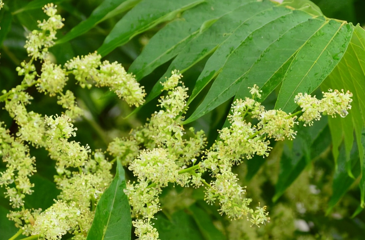 臭椿树为苦木科臭椿属植物,一般可以长到20来米,树