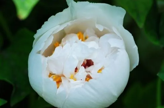 100种名贵牡丹鉴赏 绘画好素材（报花名）