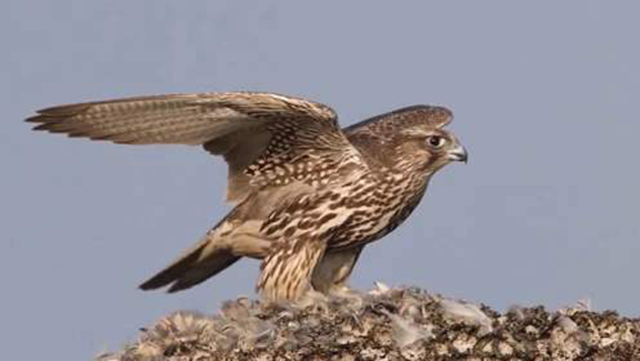 海东青是什么 海中青是什么鸟-大连之家