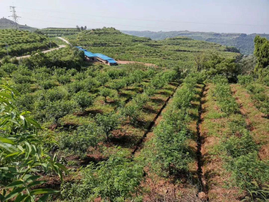 企業大面積停工停產,海外疫情同樣嚴峻,對花椒的種植,生產和銷售造成