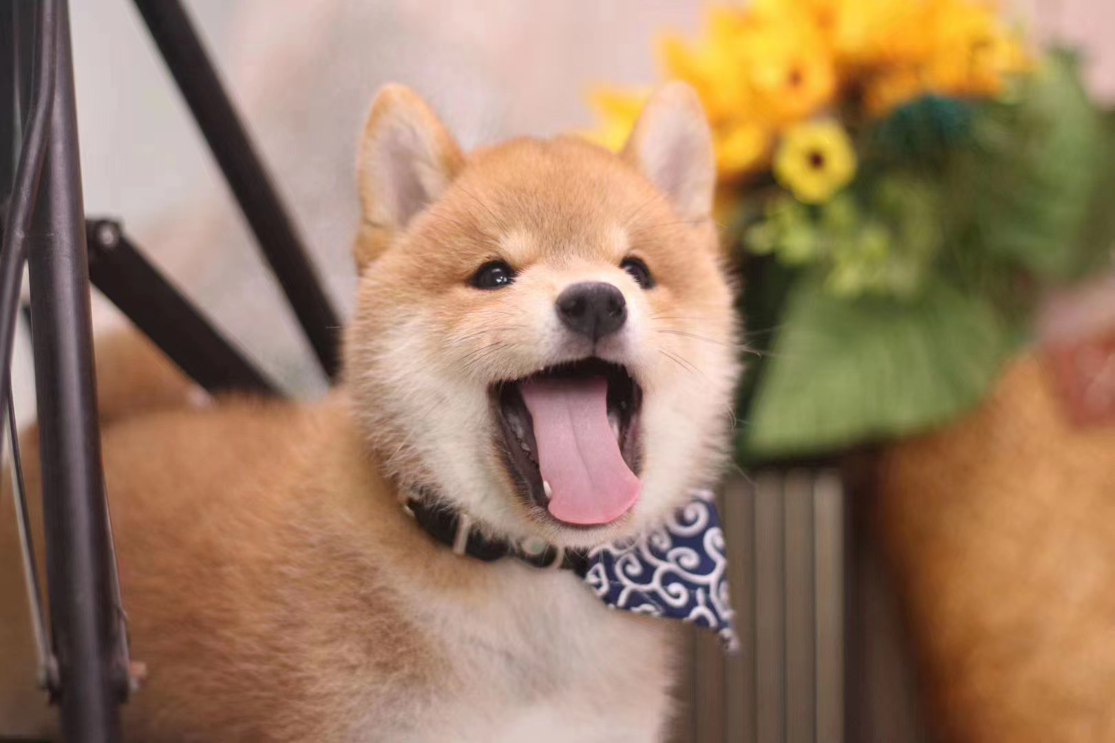 柴犬和秋田犬的区别 秋田犬为什么不建议养-春风号