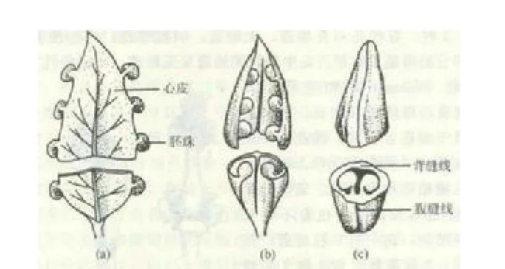 有典型3心皮结构的甜瓜 | 图源:wikimedia commons胚珠依然是沿腹缝线
