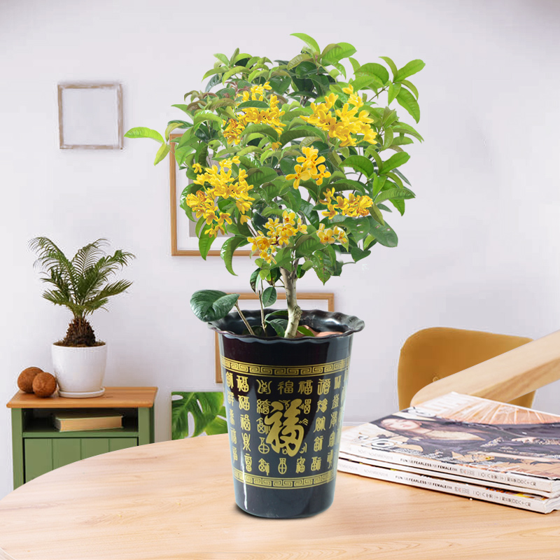 桂花树在南方地区很常见,很多人家的房前屋后及街道绿化,都是用的桂花