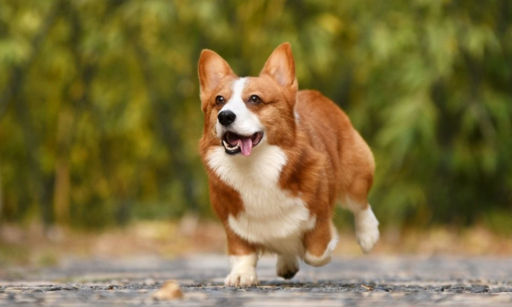 柯基犬一般多少钱?
