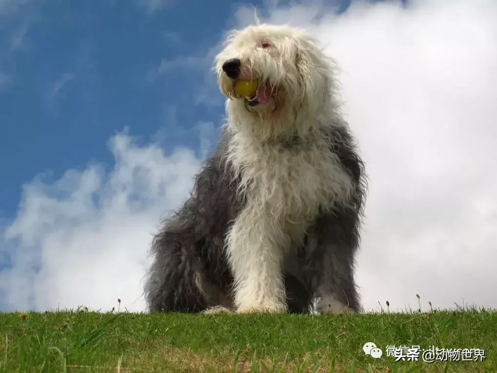 古老牧羊犬图片