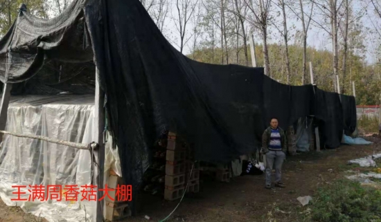 南召县崔庄乡：香菇棚撑起脱贫一片天