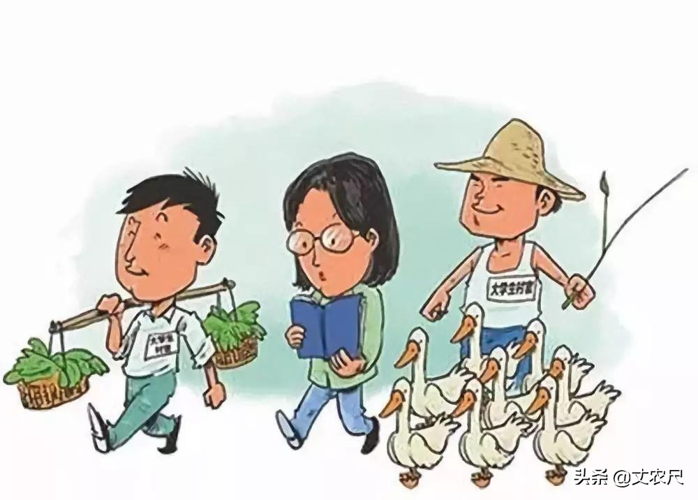 为何大学生村官不吃香？村干部选举“新年新规”，不只是任期延长