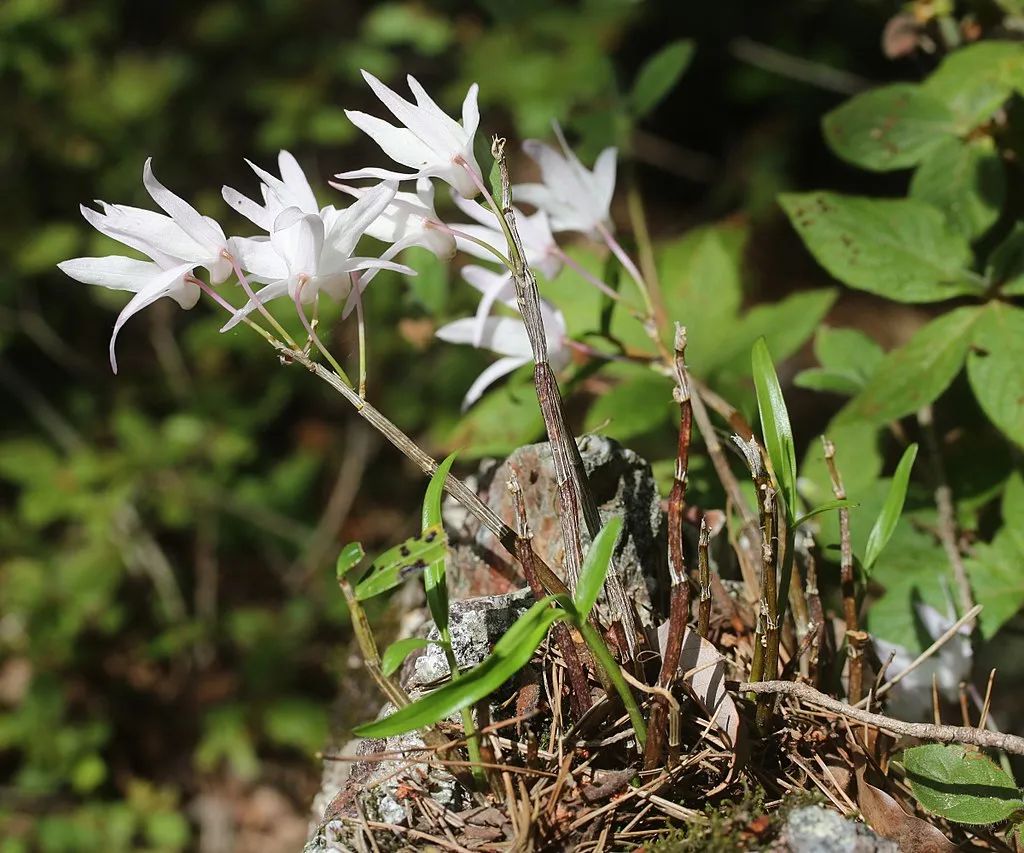 金耳环草药价格(生长在最陡峭的崖壁上) - 价格百科