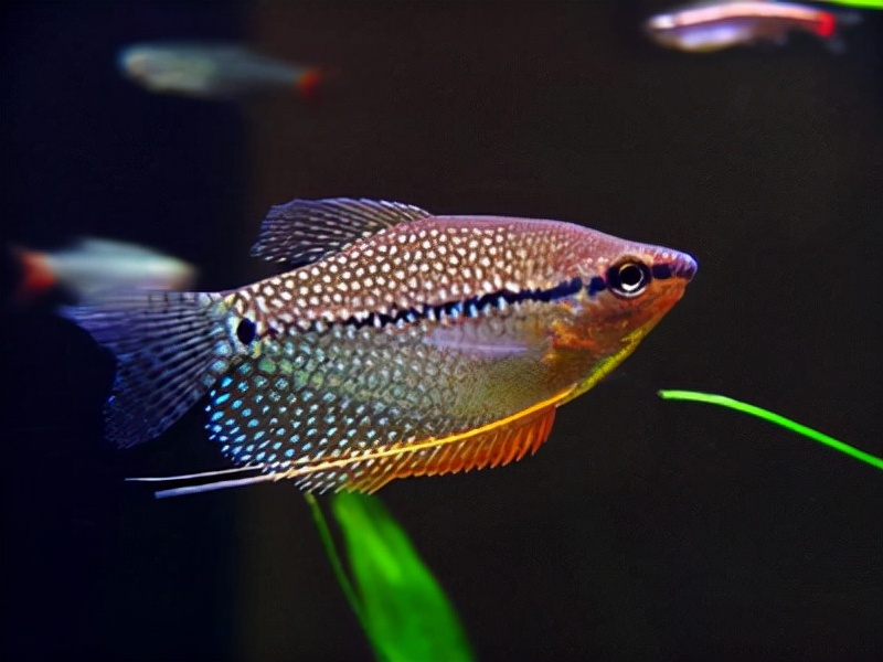 热带鱼品种大全图近百种热带鱼欣赏