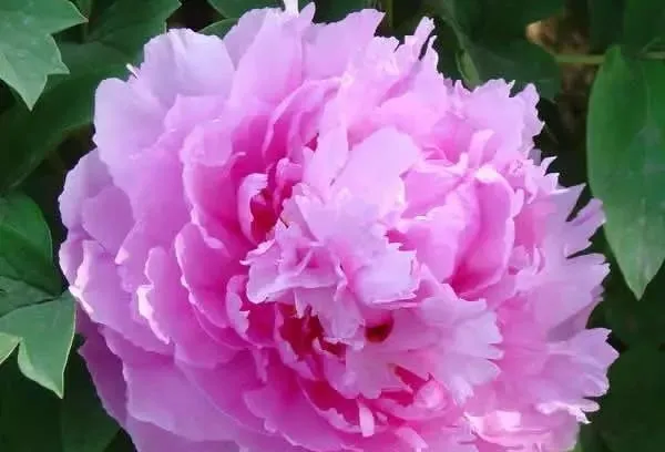 100种名贵牡丹鉴赏 绘画好素材（报花名）