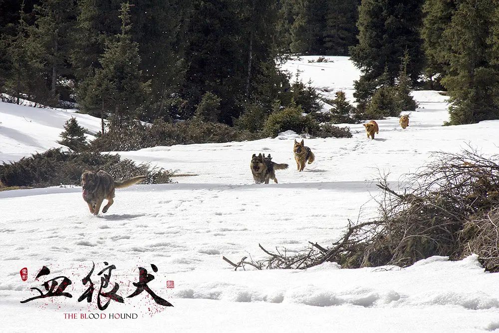 雪狼犬相关电影好看吗（真是一部血性又有温度的电影）