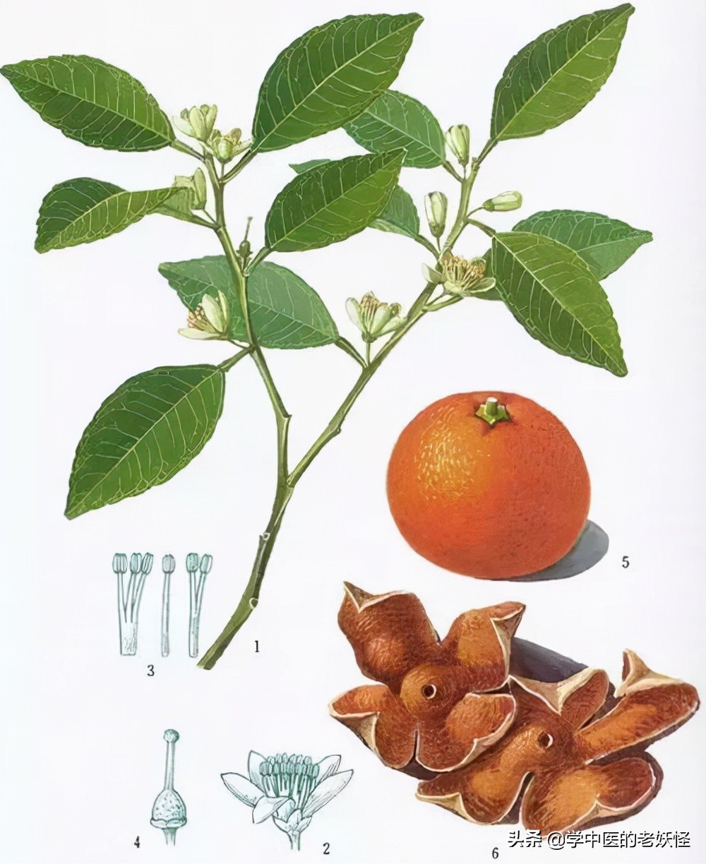 陈皮的功效与作用 身体湿气太重吃陈皮-始兴思宇科技