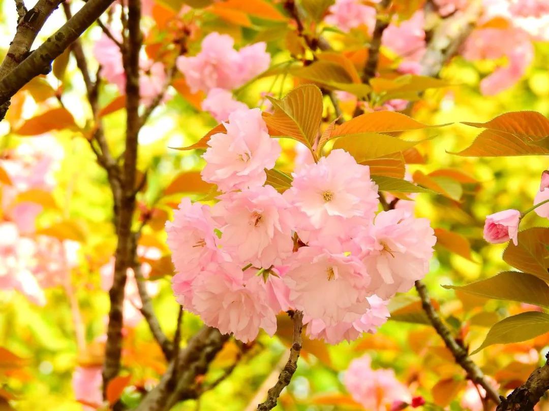 电竞大神是初恋花落青青(48首桃花诗词，桃之夭夭，许你十里桃花)