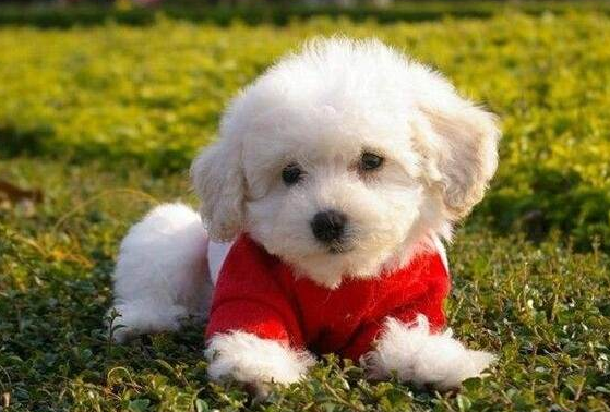 泰迪犬pk比熊犬，公寓养的话，应该选哪个？
