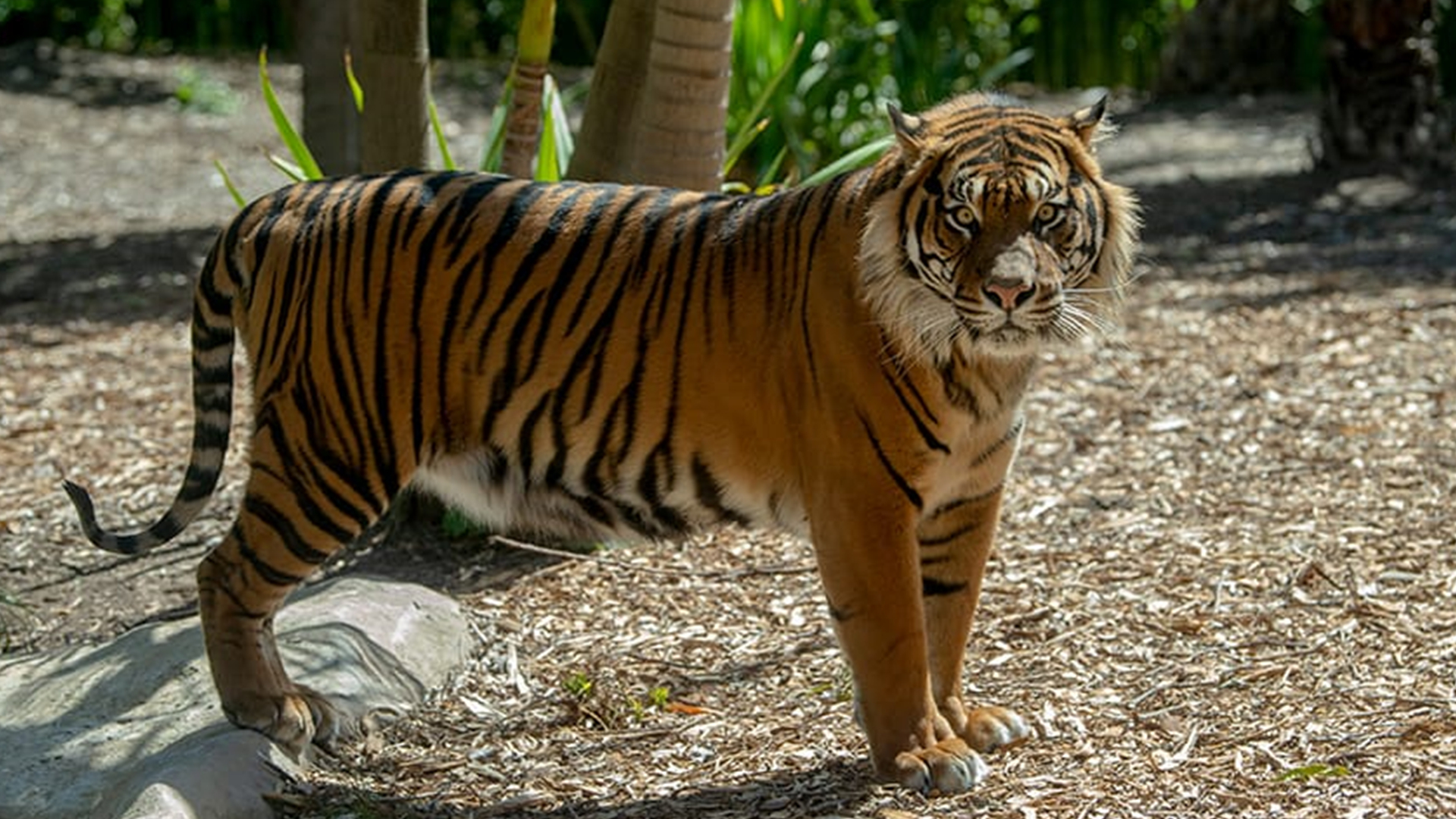 是现代虎中最小的一种,生活在印尼巴厘岛北部的热带雨林里