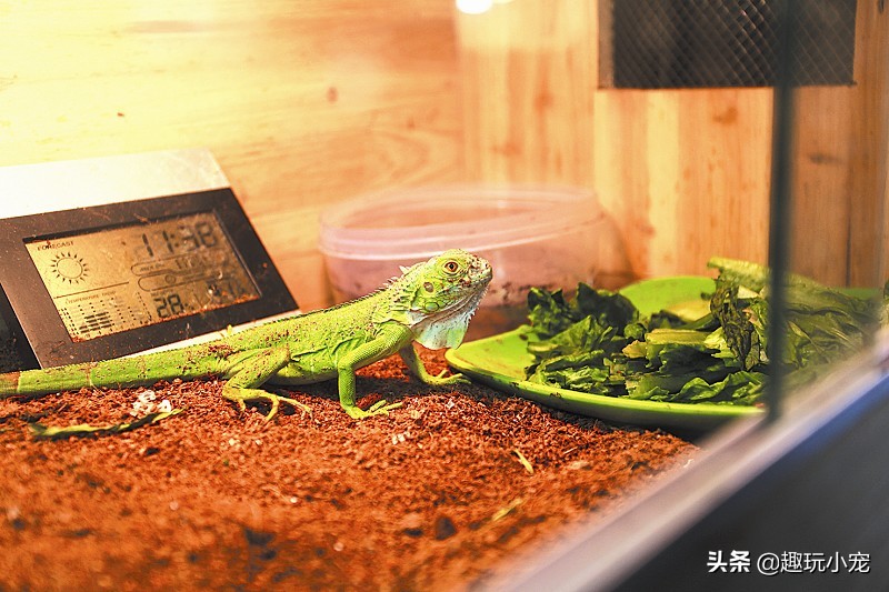 蜥蜴好养吗？宠物蜥蜴怎么养？小编教您如何选择与喂养宠物蜥蜴