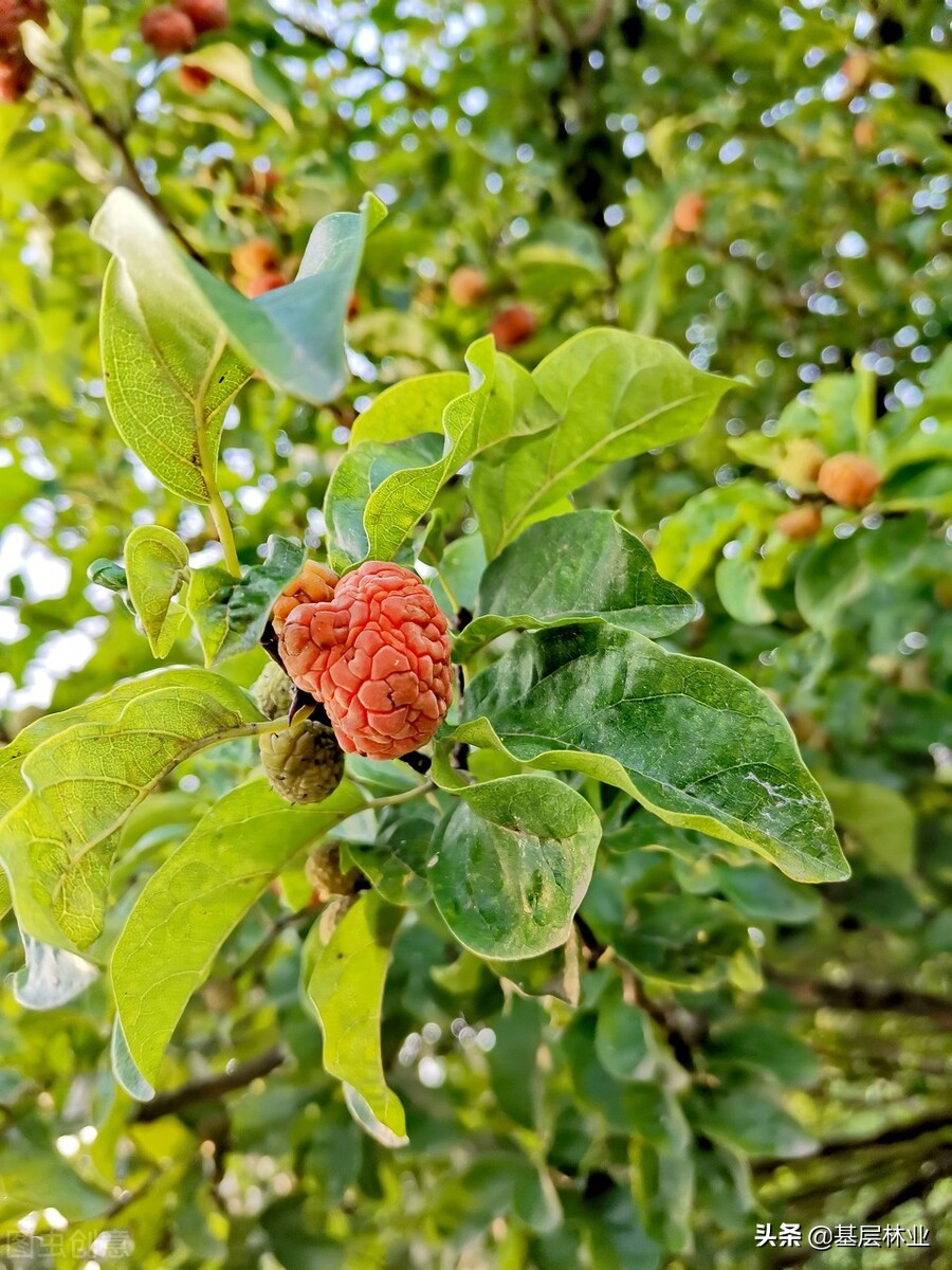 拓木树又叫什么树,柘木北方叫什么树