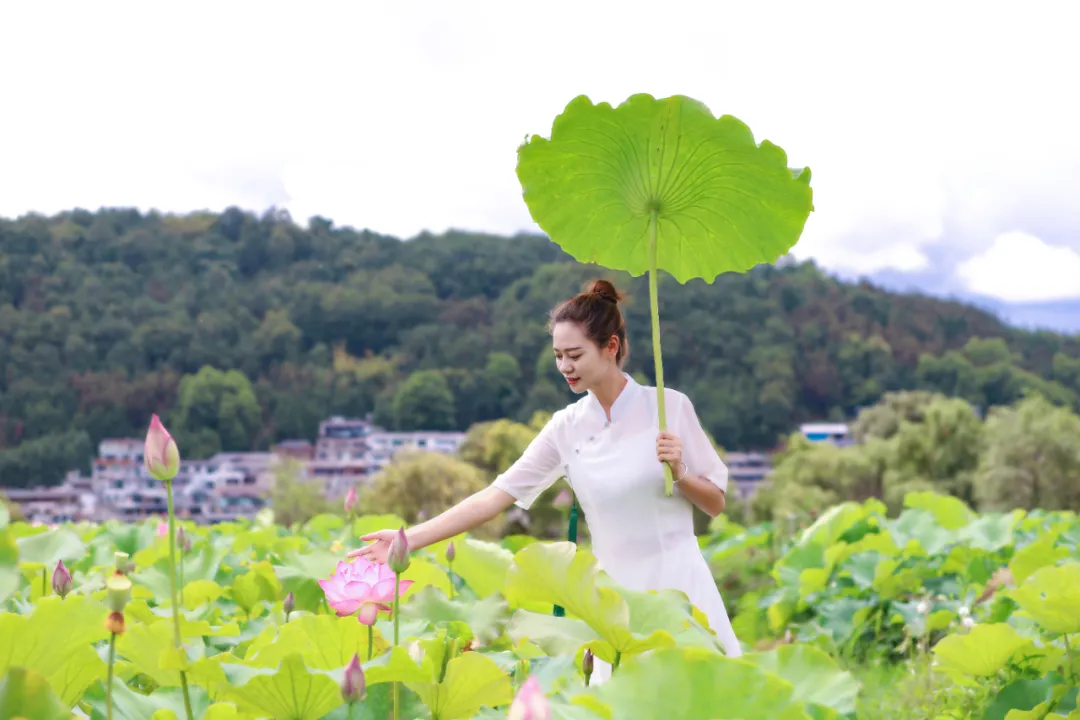 和顺古镇 | 水上印象 又是一年赏荷季