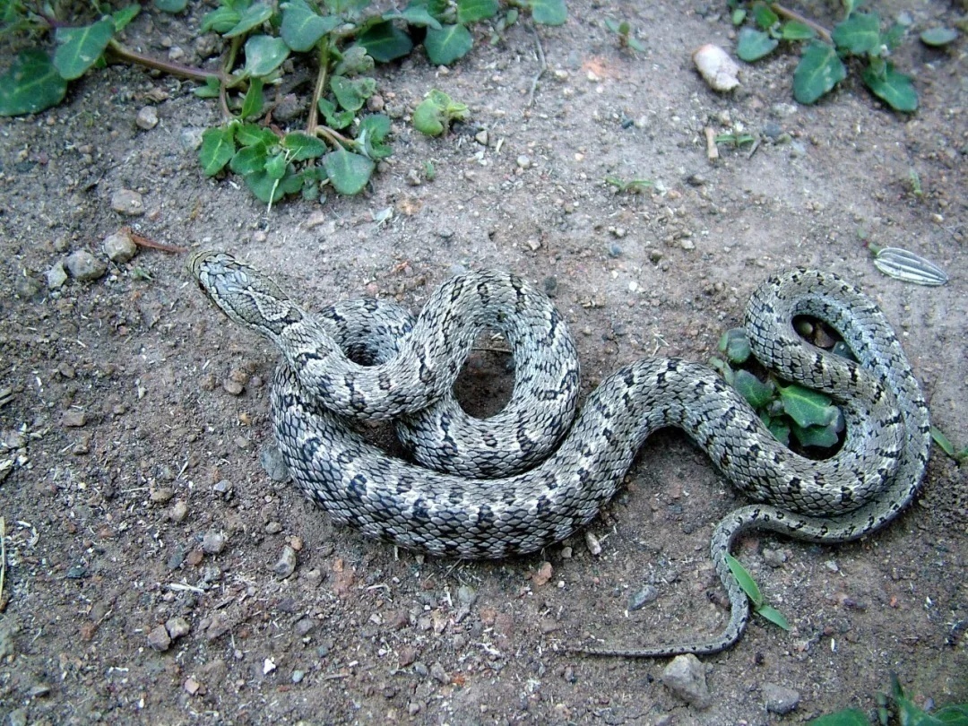 作为内蒙古,东北与华北三个动物地理区的交界点,燕山山脉与太行山脉的