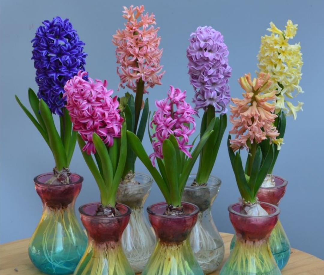 风信子什么时候开花(风信子花语) - 升本吧