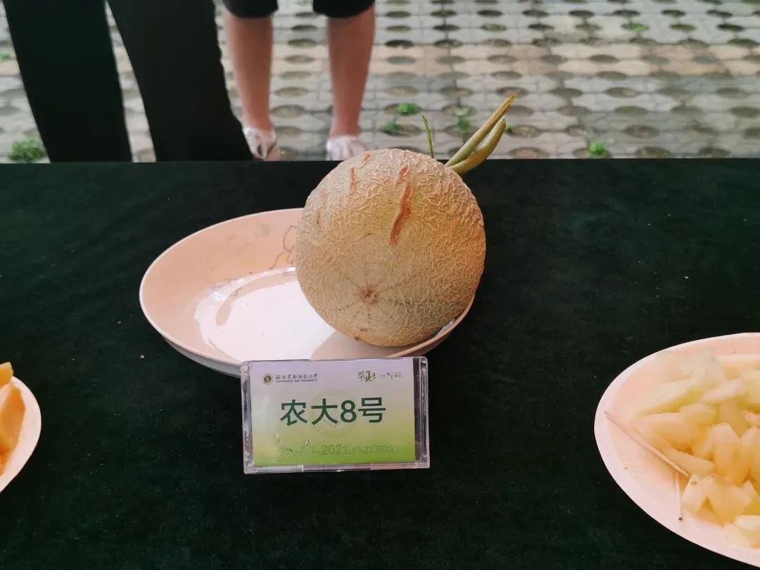 “西北不愁吃喝大学”，又来了