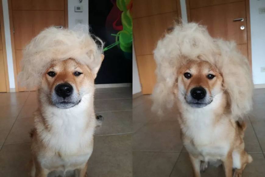狗毛掉的厉害怎么处理？