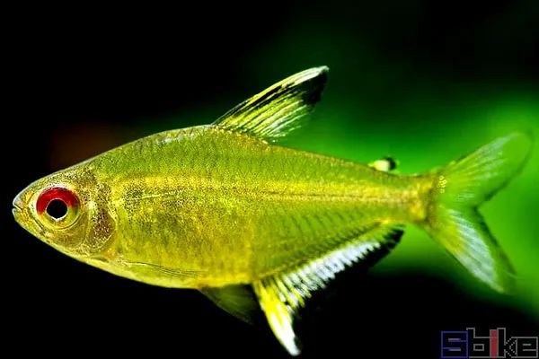 Sbike动植物百科：十大最美丽的灯鱼推荐，草缸造景的好帮手