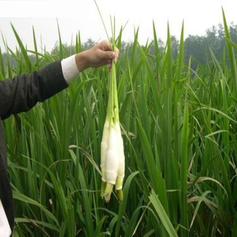 茭白是什么,茭白是什么季节的蔬菜