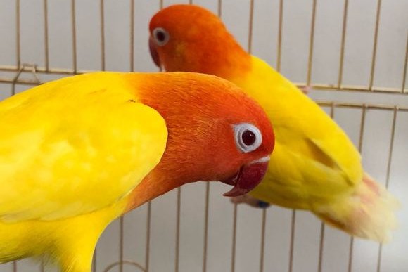 黄金丝牡丹鹦鹉黄金丝牡丹鹦鹉白玉牡丹鹦鹉:白玉牡丹鹦鹉也就是白化