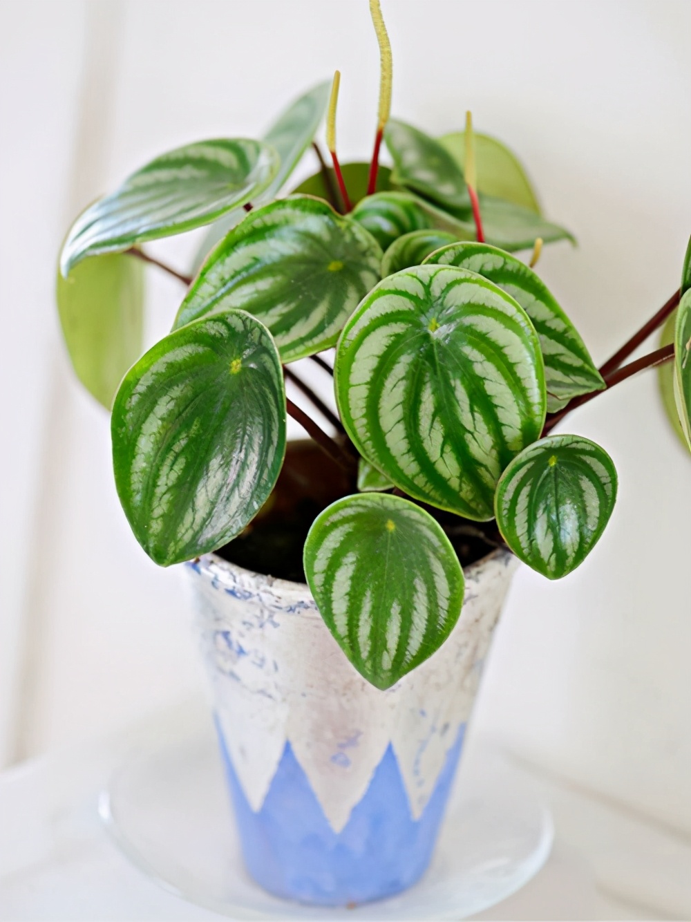 50种家庭常见观叶植物,认识一半就是养花达人,看看你家有几种?