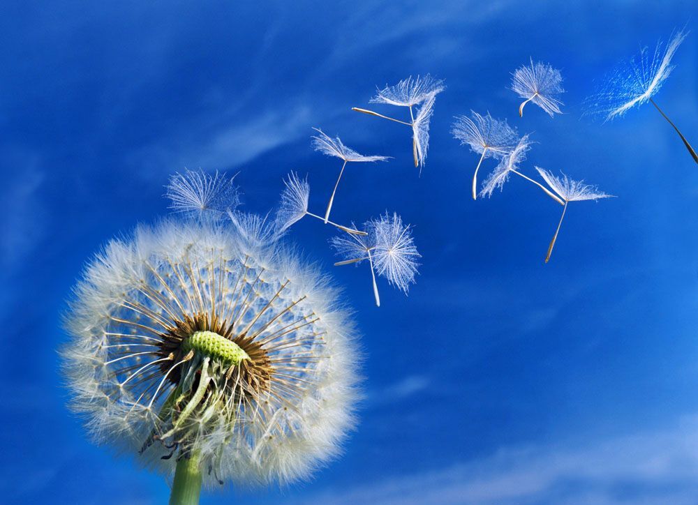 关于蒲公英伤心的美文