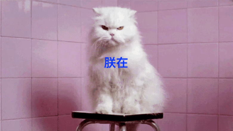 跳水运动员为什么可以在空中旋转（研究了这么多年物理学，我懂的还没我家猫多）-趣拿体育