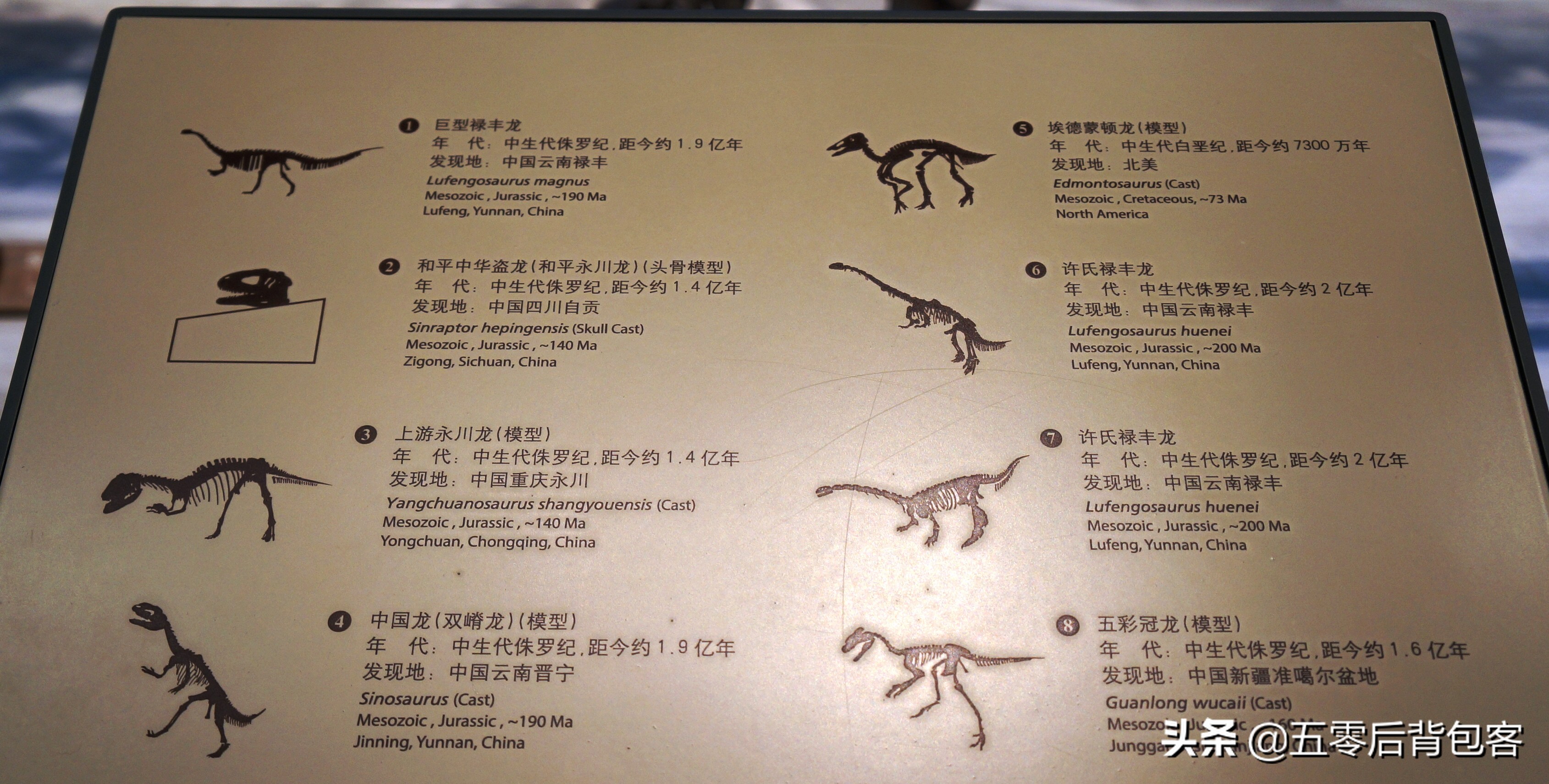落户保定的中国古动物馆里都有啥？