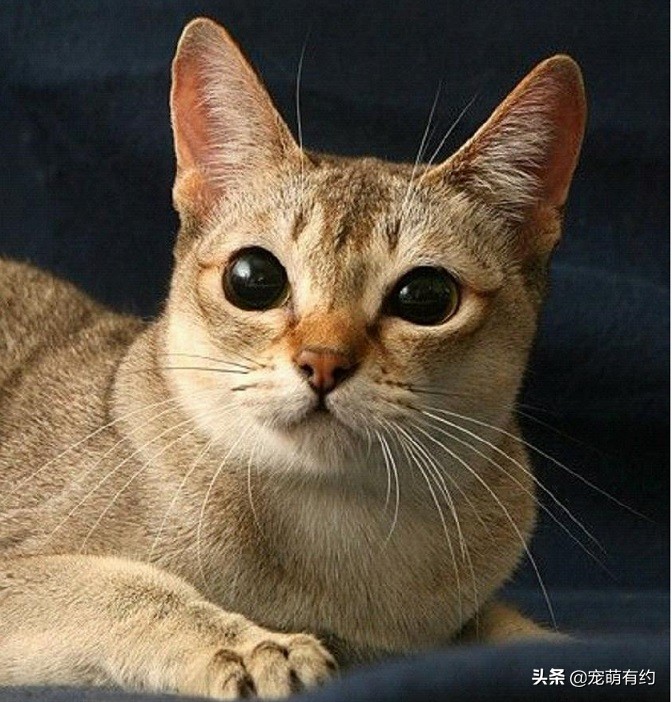 新加坡猫是什么（它是世界上体型最小也是最黏人的猫咪）