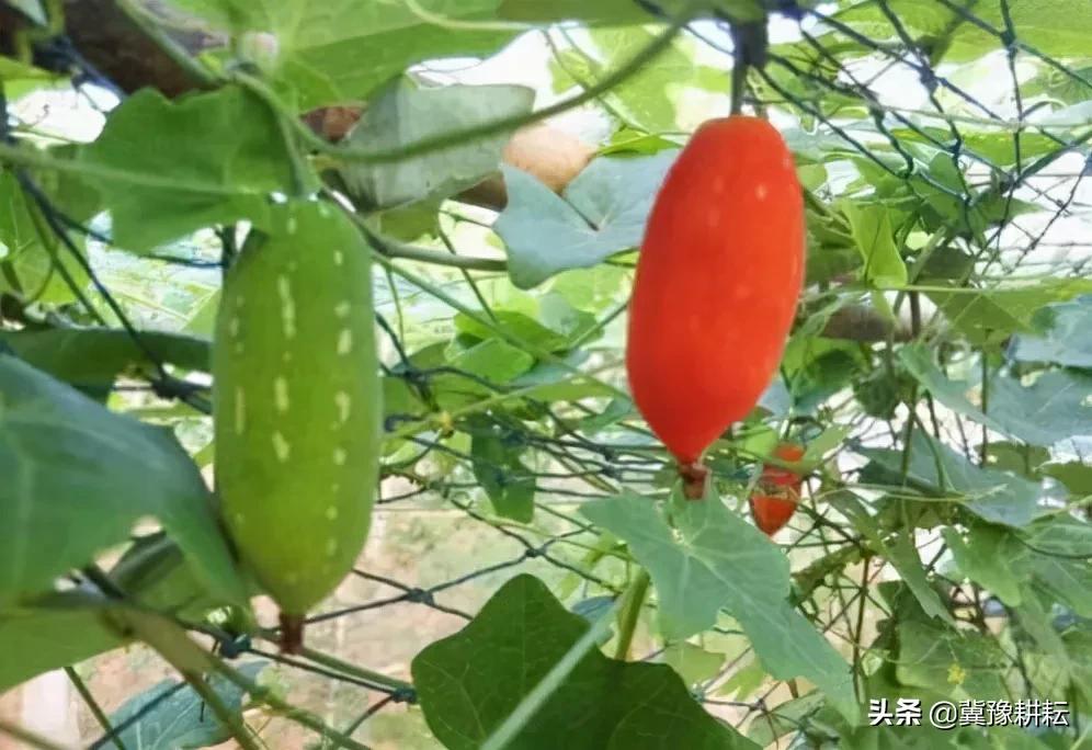 乡野一种叫"老鼠拉冬瓜"的野果,吃过的人不多,它的根块更珍贵