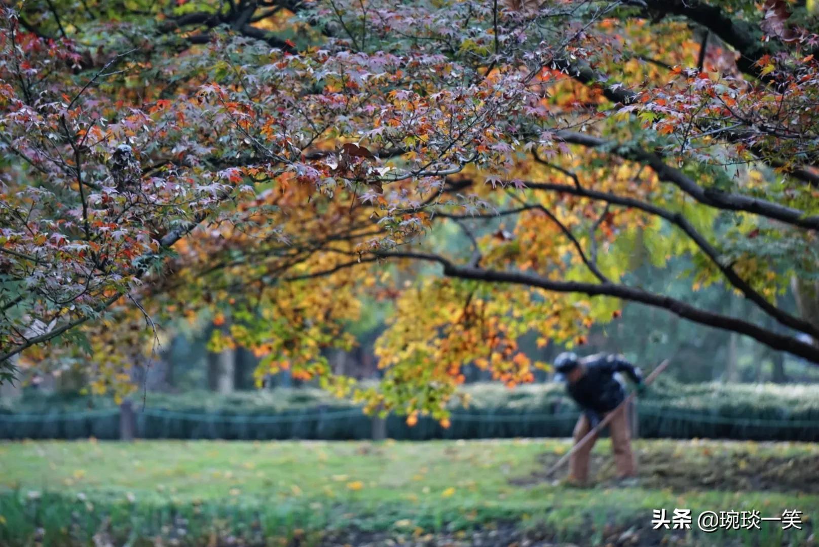 身处北京的你错过就要等一年(秋，你若不来太子湾，便是对杭州的辜负)