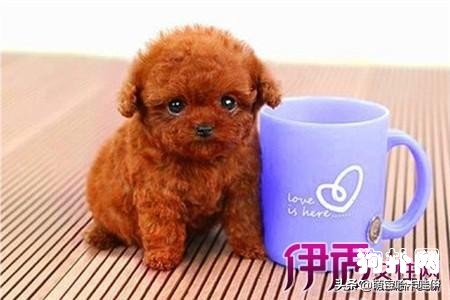 茶杯泰迪犬好养吗