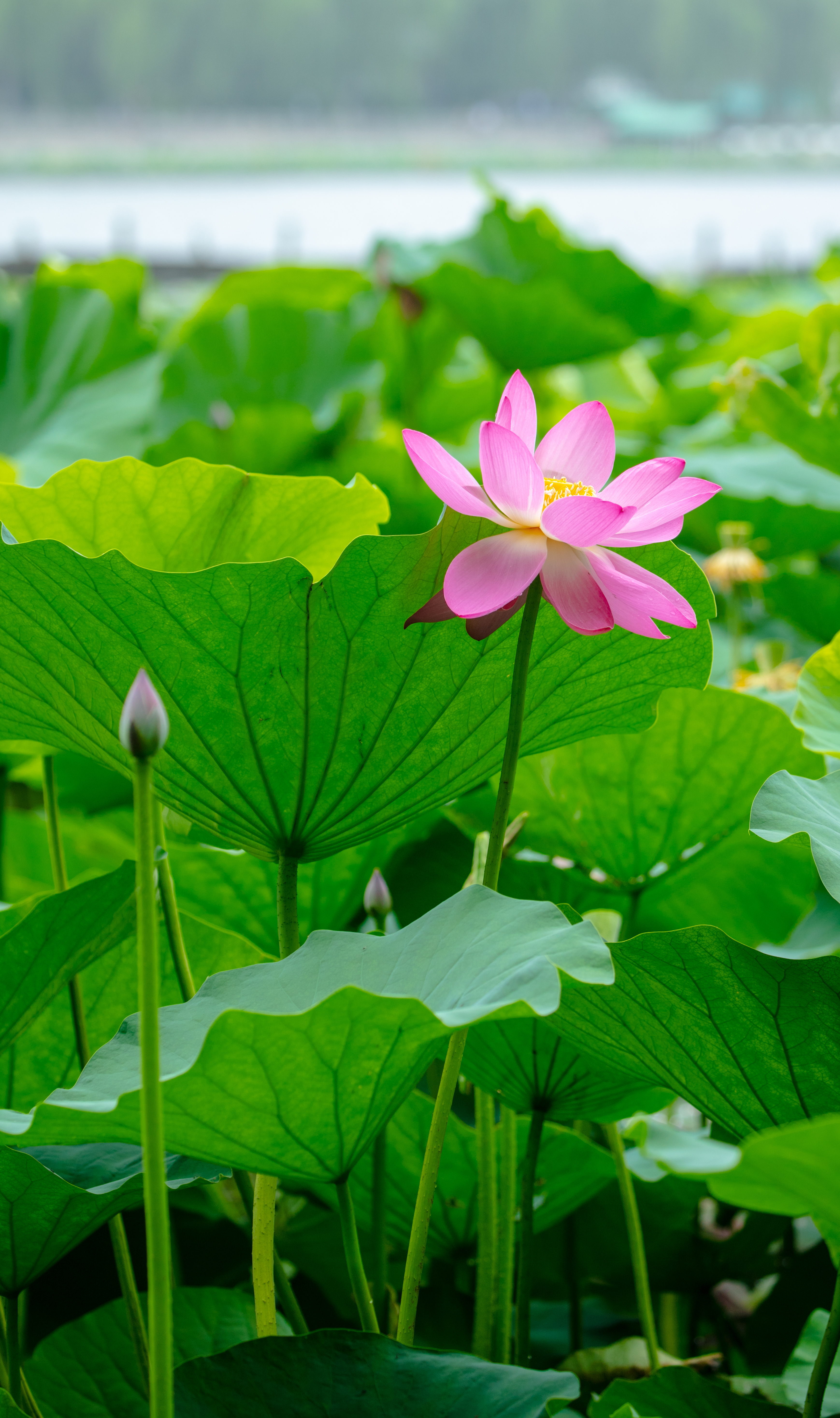 莲花跟荷花的区别(荷花与莲花是一种花吗)-币圈之家