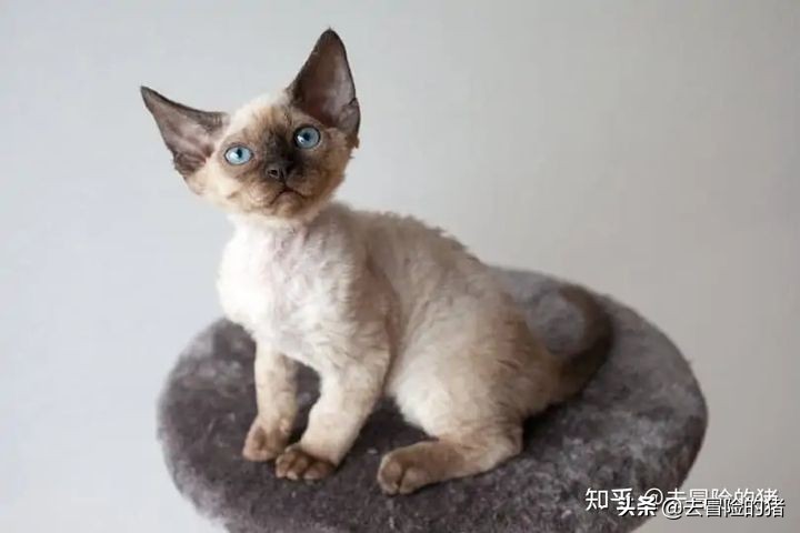 德文卷毛猫多少钱猫咪品种篇