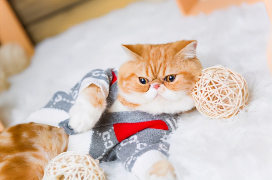 世界上最乖巧的10种猫咪，据说无人能抵挡住它们的温柔