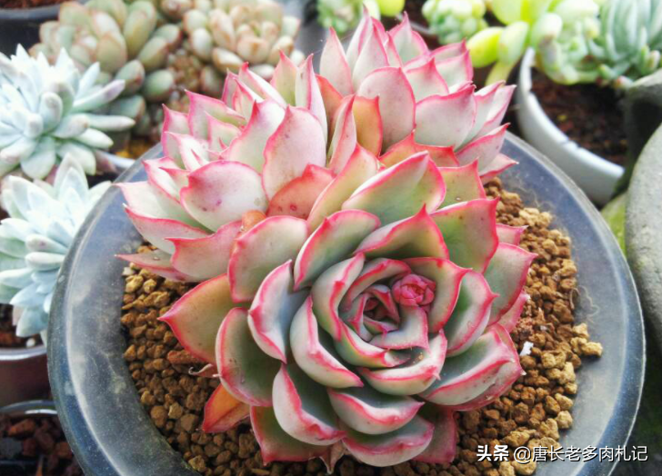 多肉月光女神有颜值又好养,但现在名字都混没了,全靠缀化撑门面